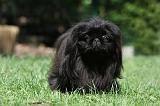 PEKINOIS 152